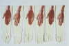 Gloved Hands